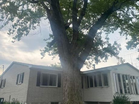 Tree removal gallery