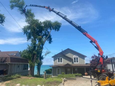 Tree removal gallery