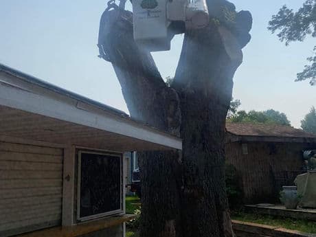 Tree removal gallery