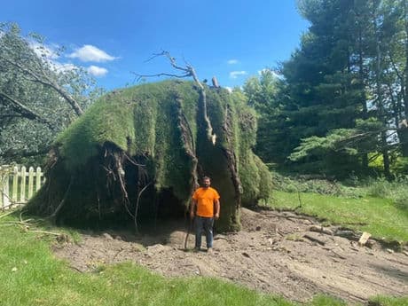 Tree service work