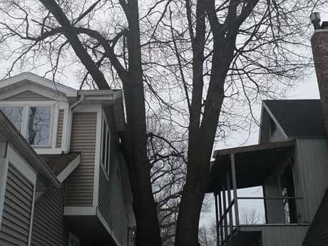 Hardwood tree removal and processing
