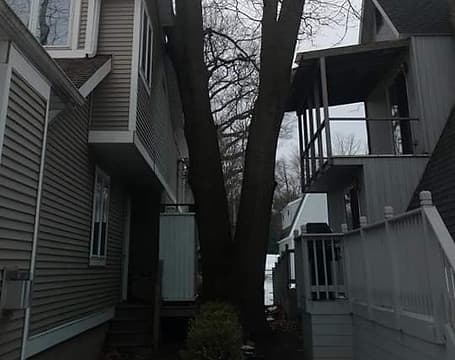 Tree removal work by Ellis Hardwoods