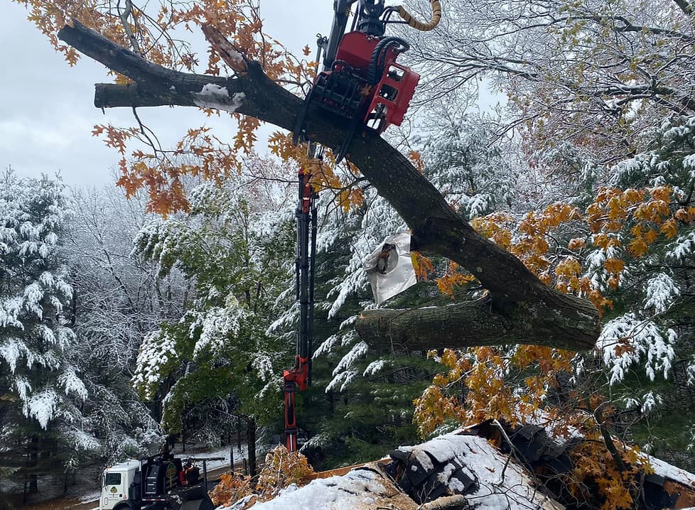 Emergency Tree Removal