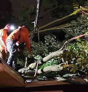 Tree Removal & Full Line Tree Care