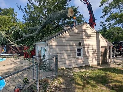 Remote Control Tree Care