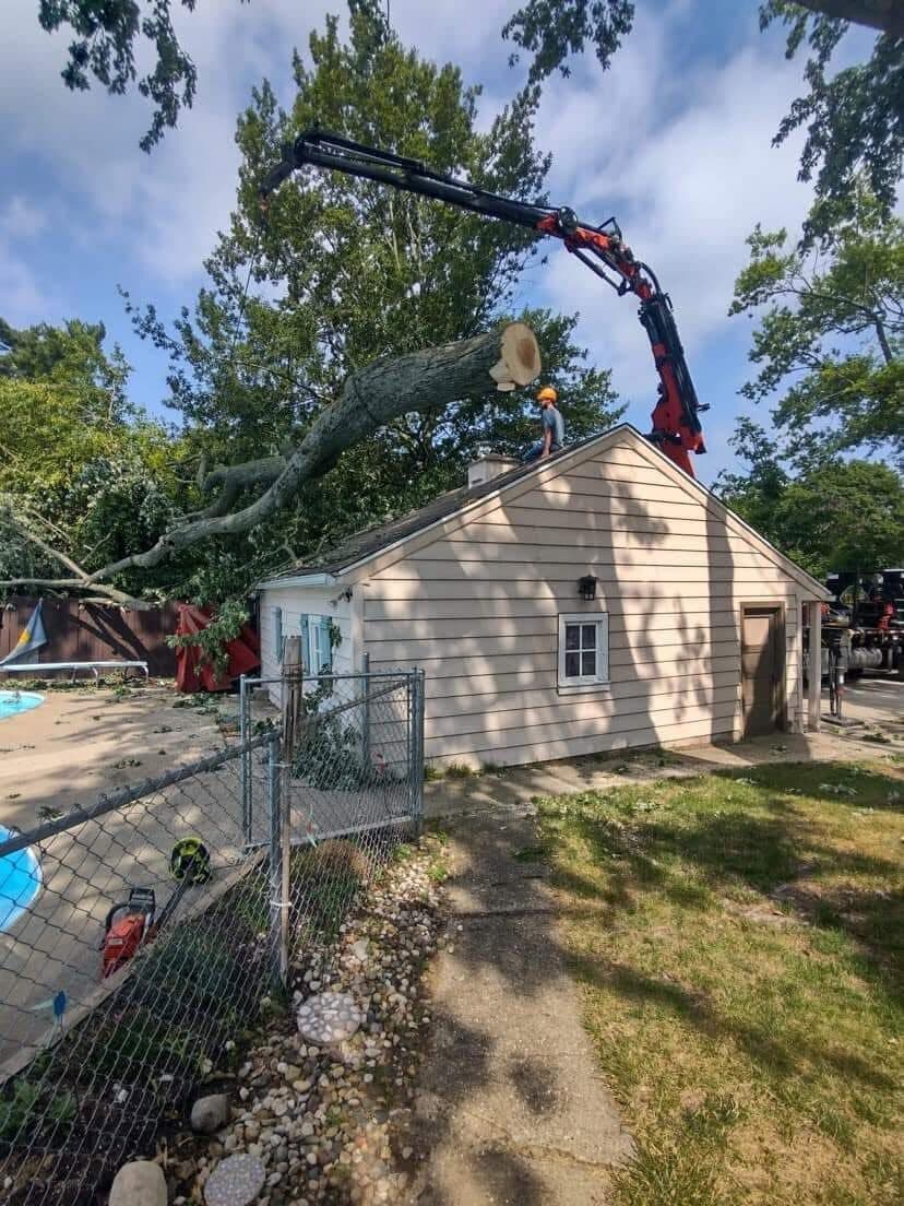 Tree Removal & Full-Line Care