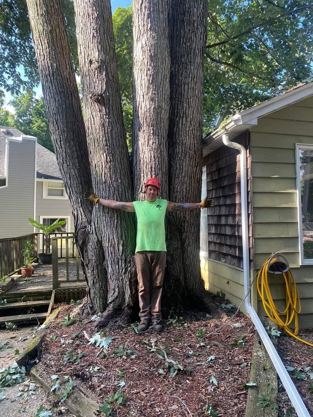 Crew member dwarfed by felled hardwood trunks