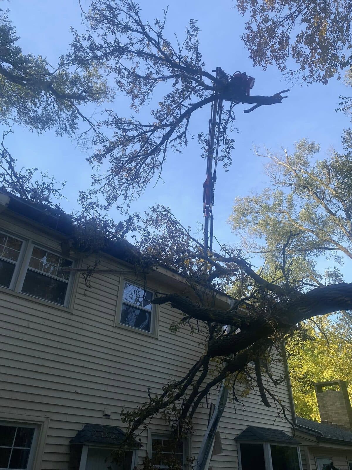 Emergency Tree Removal